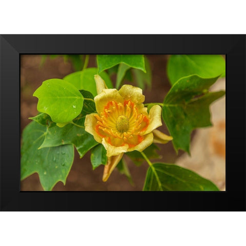 Italy-Apulia Yellow flower showing petals-stamen-and pistil Black Modern Wood Framed Art Print by Wilson, Emily