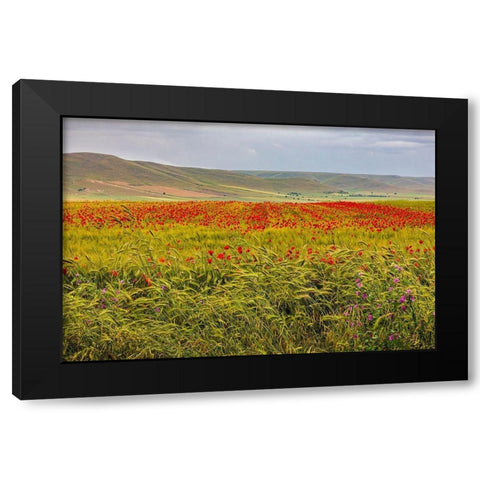 Italy-Apulia-Metropolitan City of Bari-Gravina in Puglia Large field of barley and poppies Black Modern Wood Framed Art Print with Double Matting by Wilson, Emily
