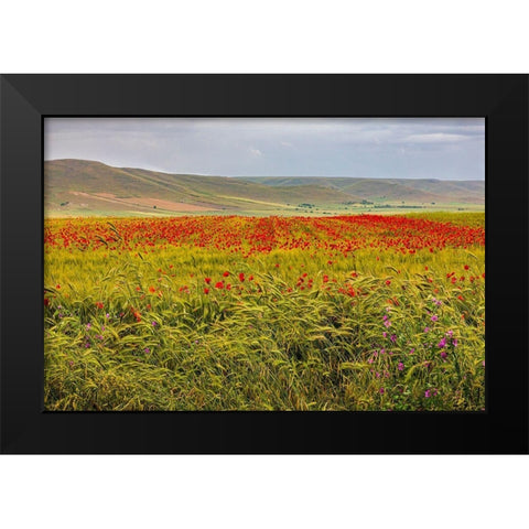 Italy-Apulia-Metropolitan City of Bari-Gravina in Puglia Large field of barley and poppies Black Modern Wood Framed Art Print by Wilson, Emily