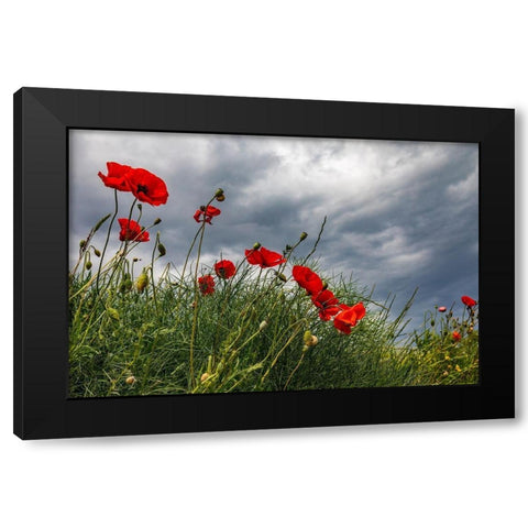 Italy-Apulia-Province of Taranto-Laterza Poppies against a stormy sky Black Modern Wood Framed Art Print by Wilson, Emily