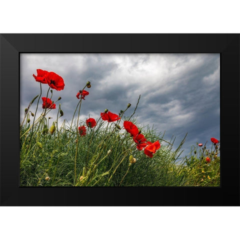Italy-Apulia-Province of Taranto-Laterza Poppies against a stormy sky Black Modern Wood Framed Art Print by Wilson, Emily