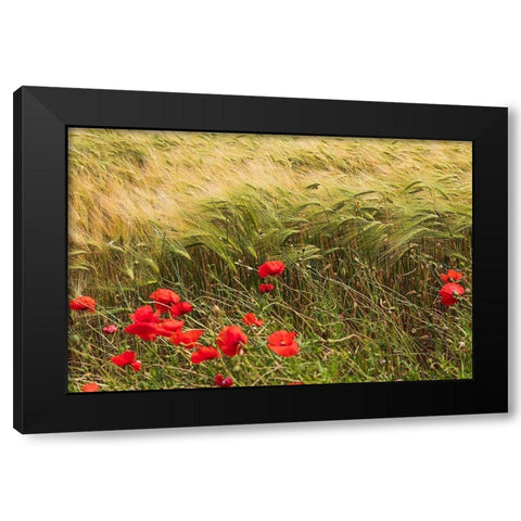 Italy-Apulia-Province of Taranto-Laterza Field of barley with poppies Black Modern Wood Framed Art Print with Double Matting by Wilson, Emily