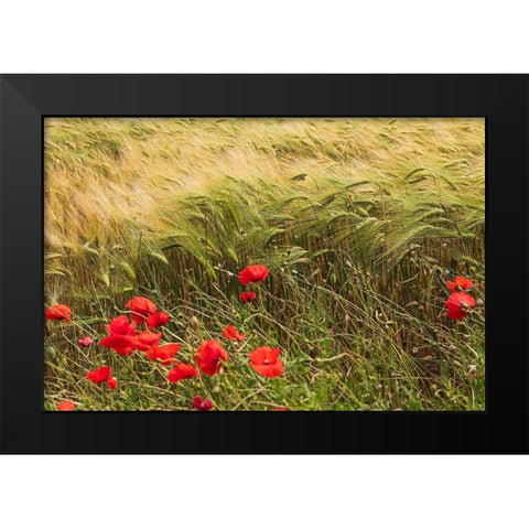 Italy-Apulia-Province of Taranto-Laterza Field of barley with poppies Black Modern Wood Framed Art Print by Wilson, Emily