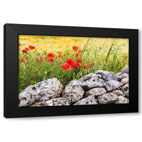 Italy-Apulia-Province of Taranto-Laterza Field of barley with poppies and an old stone wall Black Modern Wood Framed Art Print by Wilson, Emily