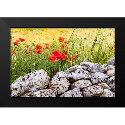 Italy-Apulia-Province of Taranto-Laterza Field of barley with poppies and an old stone wall Black Modern Wood Framed Art Print by Wilson, Emily