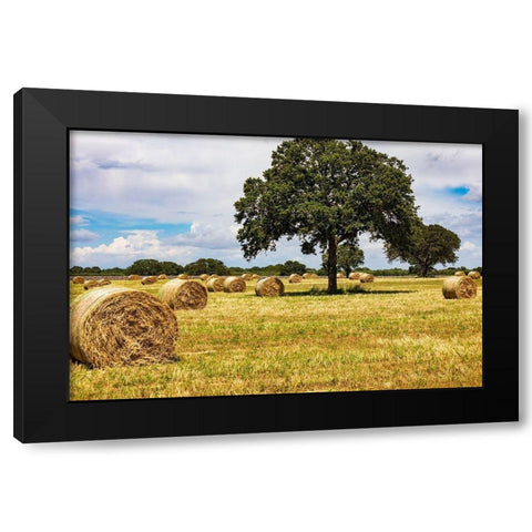 Italy-Apulia-Metropolitan City of Bari-Gioia del Colle Bales of hay in a field Black Modern Wood Framed Art Print by Wilson, Emily