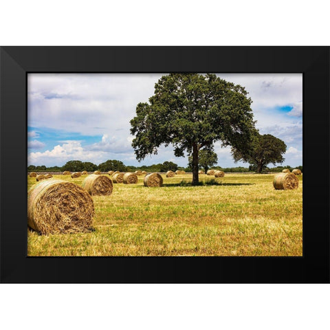 Italy-Apulia-Metropolitan City of Bari-Gioia del Colle Bales of hay in a field Black Modern Wood Framed Art Print by Wilson, Emily