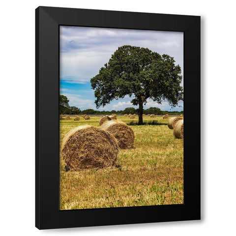 Italy-Apulia-Metropolitan City of Bari-Gioia del Colle Bales of hay in a field Black Modern Wood Framed Art Print by Wilson, Emily