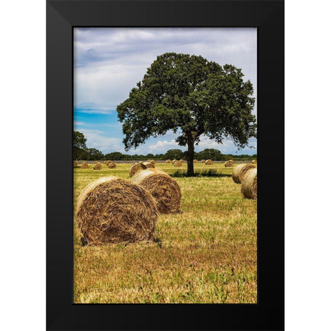 Italy-Apulia-Metropolitan City of Bari-Gioia del Colle Bales of hay in a field Black Modern Wood Framed Art Print by Wilson, Emily