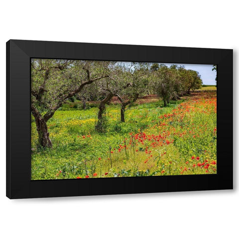 Italy-Apulia-Metropolitan City of Bari-Gioia del Colle Poppies growing amid rows of olive trees Black Modern Wood Framed Art Print with Double Matting by Wilson, Emily