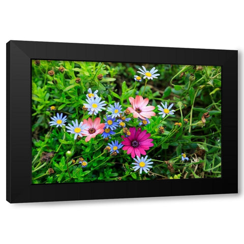Italy-Apulia-Metropolitan City of Bari-Gioia del Colle Colorful wildflowers Black Modern Wood Framed Art Print with Double Matting by Wilson, Emily