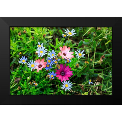 Italy-Apulia-Metropolitan City of Bari-Gioia del Colle Colorful wildflowers Black Modern Wood Framed Art Print by Wilson, Emily