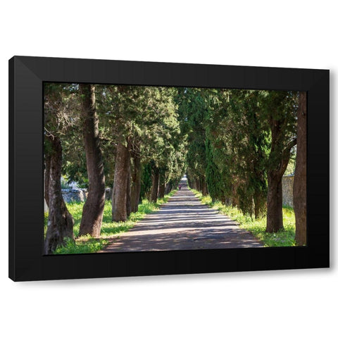 Italy-Apulia-Metropolitan City of Bari-Locorotondo Tree-lined walkway Black Modern Wood Framed Art Print by Wilson, Emily