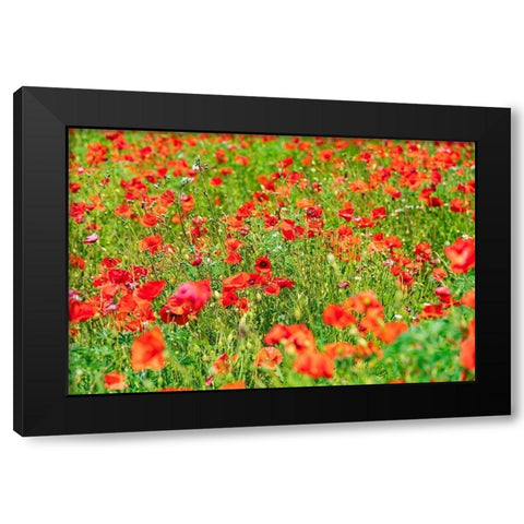 Italy-Apulia-Metropolitan City of Bari-Locorotondo Field of poppies Black Modern Wood Framed Art Print by Wilson, Emily
