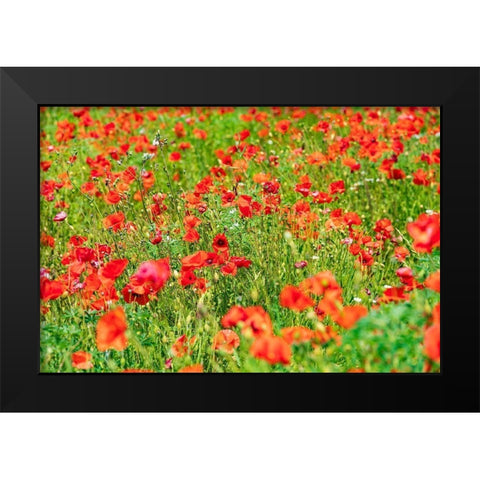 Italy-Apulia-Metropolitan City of Bari-Locorotondo Field of poppies Black Modern Wood Framed Art Print by Wilson, Emily