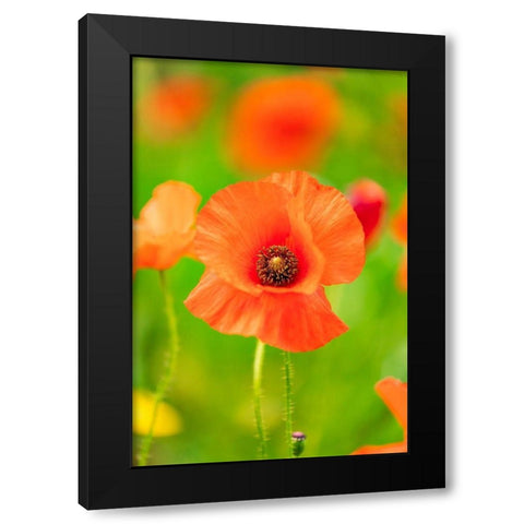 Italy-Apulia-Province of Bari Countryside with poppies and olive trees Black Modern Wood Framed Art Print with Double Matting by Wilson, Emily