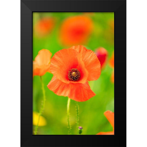 Italy-Apulia-Province of Bari Countryside with poppies and olive trees Black Modern Wood Framed Art Print by Wilson, Emily