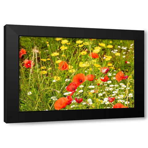 Italy-Apulia-Province of Bari Countryside with poppies and other wildflowers Black Modern Wood Framed Art Print with Double Matting by Wilson, Emily