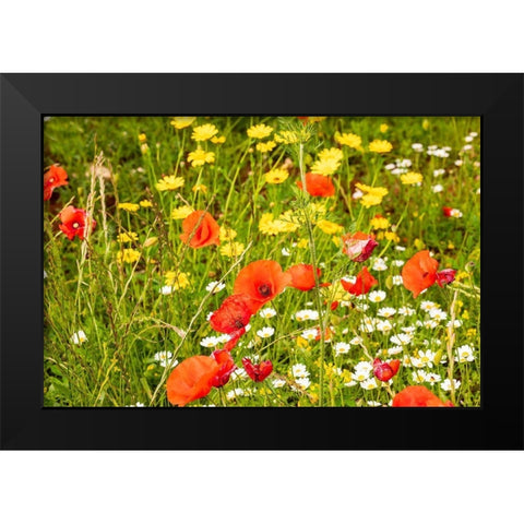 Italy-Apulia-Province of Bari Countryside with poppies and other wildflowers Black Modern Wood Framed Art Print by Wilson, Emily