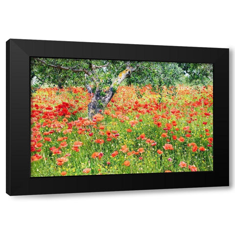 Italy-Apulia-Province of Bari Countryside with poppies and olive trees Black Modern Wood Framed Art Print with Double Matting by Wilson, Emily