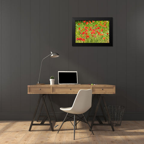 Italy-Apulia-Province of Bari Countryside with poppies  Black Modern Wood Framed Art Print by Wilson, Emily