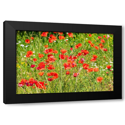 Italy-Apulia-Province of Bari Countryside with poppies  Black Modern Wood Framed Art Print by Wilson, Emily