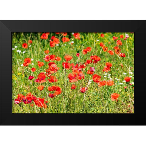 Italy-Apulia-Province of Bari Countryside with poppies  Black Modern Wood Framed Art Print by Wilson, Emily