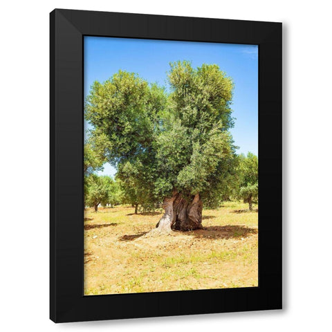 Italy-Apulia-Province of Brindisi-Ostuni Huge ancient olive tree Black Modern Wood Framed Art Print by Wilson, Emily