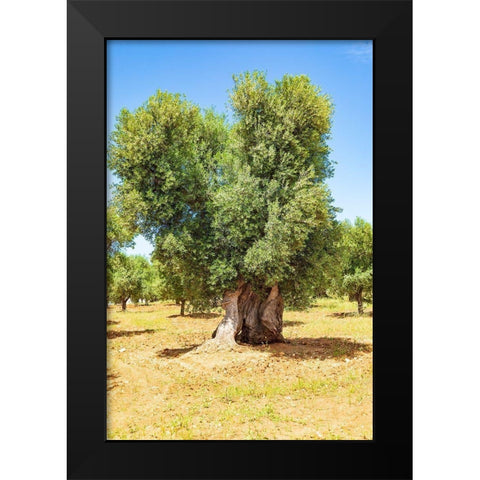 Italy-Apulia-Province of Brindisi-Ostuni Huge ancient olive tree Black Modern Wood Framed Art Print by Wilson, Emily