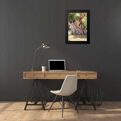 Italy-Apulia-Province of Brindisi-Ostuni Huge ancient olive tree Black Modern Wood Framed Art Print by Wilson, Emily