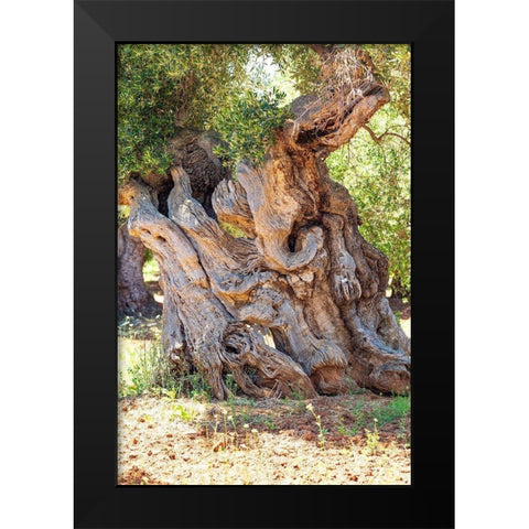 Italy-Apulia-Province of Brindisi-Ostuni Huge ancient olive tree Black Modern Wood Framed Art Print by Wilson, Emily