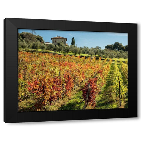 Italy-Chianti Vineyard in autumn in the Chianti region of Tuscany Black Modern Wood Framed Art Print with Double Matting by Eggers, Julie