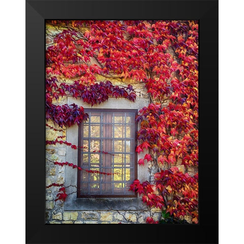 Italy-Chianti Colorful ivy surrounding the window of a stone Tuscan home in the autumn Black Modern Wood Framed Art Print by Eggers, Julie