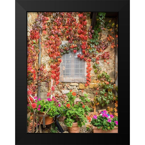 Italy-Chianti Potted pink geraniums and fall colored climbing vine on the exterior stone wall Black Modern Wood Framed Art Print by Eggers, Julie