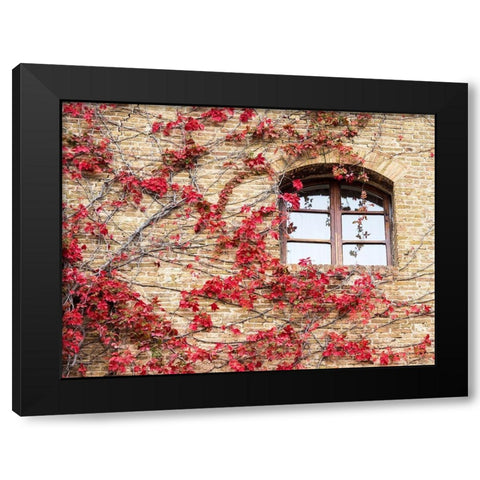 Italy-Chianti Red climbing ivy vine on a stone wall Black Modern Wood Framed Art Print with Double Matting by Eggers, Julie