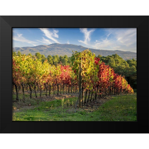 Italy-Chianti Vineyard in autumn in the Chianti region of Tuscany Black Modern Wood Framed Art Print by Eggers, Julie