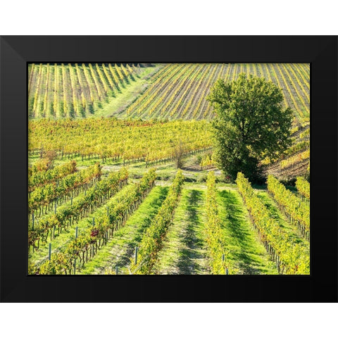 Italy-Chianti Vineyard in autumn in the Chianti region of Tuscany Black Modern Wood Framed Art Print by Eggers, Julie