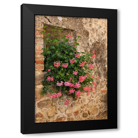 Italy-Tuscany Pink ivy geraniums blooming in a window in Tuscany Black Modern Wood Framed Art Print by Eggers, Julie