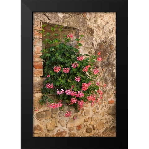 Italy-Tuscany Pink ivy geraniums blooming in a window in Tuscany Black Modern Wood Framed Art Print by Eggers, Julie