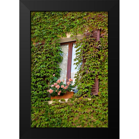 Italy-Tuscany-Montepulciano Window surrounded by ivy with pot of geraniums in hill town Black Modern Wood Framed Art Print by Eggers, Julie