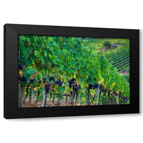 Italy-Tuscany Vineyard with grapes on the vine and small shed in the field Black Modern Wood Framed Art Print with Double Matting by Eggers, Julie