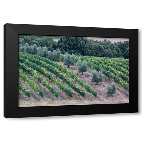 Italy-Tuscany Vineyard and olive trees in the Tuscan landscape Black Modern Wood Framed Art Print with Double Matting by Eggers, Julie