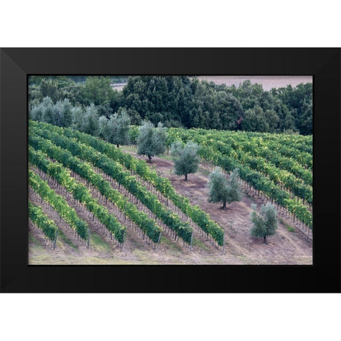 Italy-Tuscany Vineyard and olive trees in the Tuscan landscape Black Modern Wood Framed Art Print by Eggers, Julie