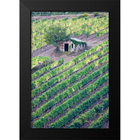 Italy-Tuscany Vineyard with grapes on the vine and small shed in the field Black Modern Wood Framed Art Print by Eggers, Julie