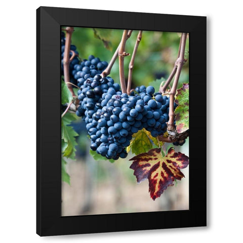 Italy-Tuscany Grapes on the vine in a vineyard in Tuscany Black Modern Wood Framed Art Print by Eggers, Julie