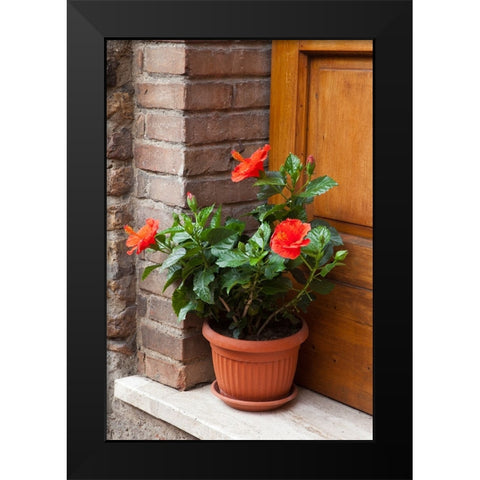 Italy-Tuscany-San Gimignano Red hibiscus flower in a pot on the doorstep of a home in San Gimignano Black Modern Wood Framed Art Print by Eggers, Julie