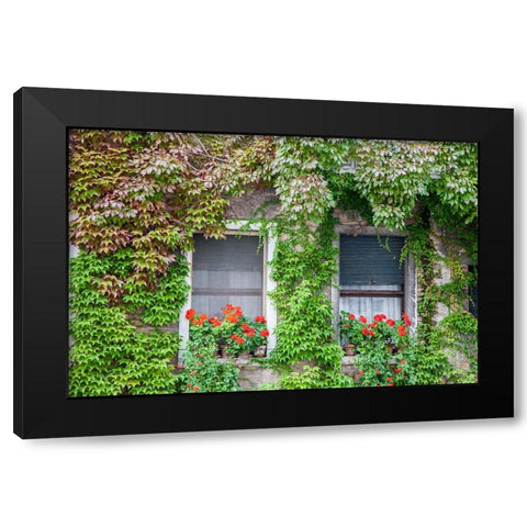 Italy-Venice A pair of windows with red ivy geraniums and ivy climbing the walls Black Modern Wood Framed Art Print by Eggers, Julie