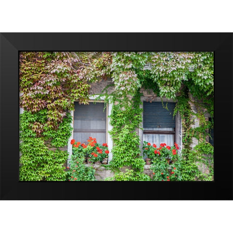 Italy-Venice A pair of windows with red ivy geraniums and ivy climbing the walls Black Modern Wood Framed Art Print by Eggers, Julie