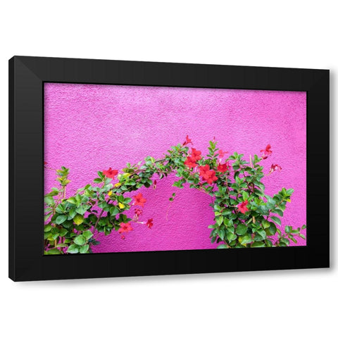 Italy-Venice-Burano Island Vining flowers against a bright pink wall on Burano Island Black Modern Wood Framed Art Print with Double Matting by Eggers, Julie