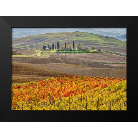 Italy-Tuscany Colorful vineyard in autumn Black Modern Wood Framed Art Print by Eggers, Julie